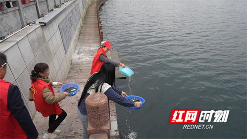 90萬(wàn)尾魚苗安家永明河，江永縣“放魚養(yǎng)水”與“巡河護(hù)漁”齊步走，譜寫生態(tài)漁業(yè)與產(chǎn)業(yè)協(xié)同新篇章